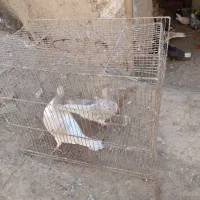 سهده هفترنگ|پرنده|سبزوار, قصبه شرقی|دیوار