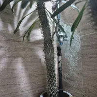 نخل ماداگاسکار معاوضه با|گل و گیاه طبیعی|محمدشهر, شهرک چمران|دیوار