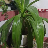 گل اشک ملکه