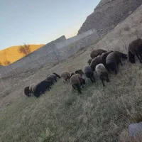 گوسفند دشتی و دامازدیخ|حیوانات مزرعه|سراب, |دیوار