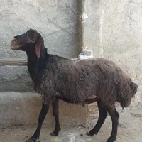 قوچ گله ایی