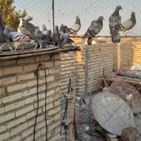 کبوتر پلاکی|پرنده|گنبد کاووس, |دیوار
