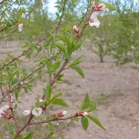 باغ ویلایی بادام