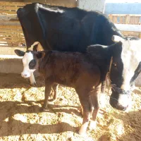 گاو و گوساله ماده