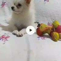 پامر روباهی