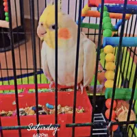 عروس هلندی نر