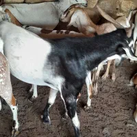 نری|حیوانات مزرعه|بندرعباس, |دیوار