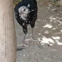 گلین خال سوزنی اصل|حیوانات مزرعه|اصفهان, فجر|دیوار