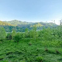 10000متر-زمین-کفی-جنگلی-مناسب-برای-بوم-گردی-و-شهرک