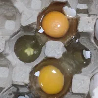 پخش عمده تخم مرغ