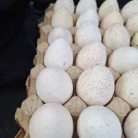 تخم بوقلمون نطفه دار