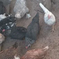 باسلام فروش مرغ و خروس|حیوانات مزرعه|بن, |دیوار