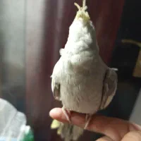 عروس هلندی
