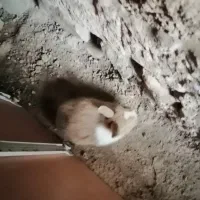 بچه خرگوش