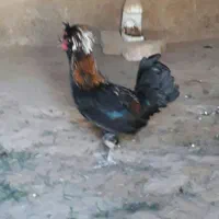 خروس