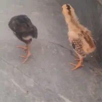 جوجه لاری|حیوانات مزرعه|پاکدشت, پاکدشت (مامازند)|دیوار