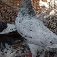 چند عدد کبوتر درجه یک