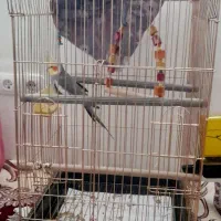 قفس کاسکویی نو