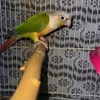 گرینچیک آناناسی رد بالغ نر مولد