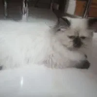 گربه نژادپرشین هیمالیا