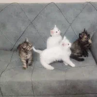 بچه گربه پرشین