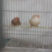 فنچ جوجه گلدین سایز درشت و زبرا کینگ هاف اورنج|پرنده|پاکدشت, خاتون آباد|دیوار