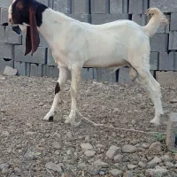 فروش چپشت پاکستانی