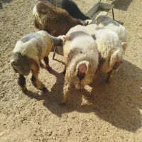 بره چاق درجه یک|حیوانات مزرعه|مسجد سلیمان, |دیوار