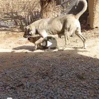 ماده پژدر