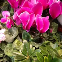 گل سیکلامن/گل گلدار/دائم گل گیاه آپارتمانی|گل و گیاه طبیعی|فردیس, فردیس|دیوار