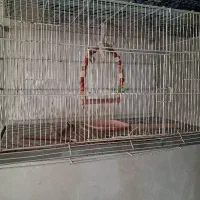 قفس طوطی بزرگ