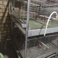 قفس جوجه مرغ و بلدرچین|لوازم جانبی حیوانات|الیگودرز, |دیوار