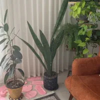 گل طبیعی|گل و گیاه طبیعی|گلبهار, شهر جدید گلبهار|دیوار