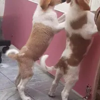توله سگ دوماهه