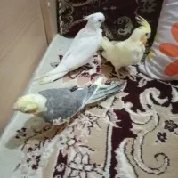 جوجه عروس هلندی البینو سرلاکی|پرنده|مسجد سلیمان, |دیوار
