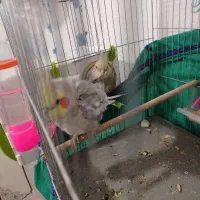 عروس هلندی مولد باتخم|پرنده|خرمشهر, |دیوار