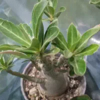 درخت بونسای آدنیوم