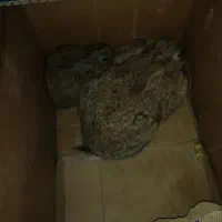 خرگوش کوهی صحرائی