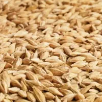 فروش وخریدار  جو ایرانی