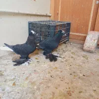 کبوتر قره آغ گویروخ|پرنده|سردرود, |دیوار