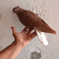 کبوتر سرخن دم سفید مشهدی کله سفید