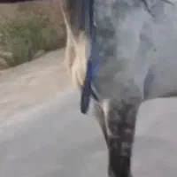 تایگر ای اس نریان دوسر