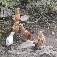 فروش جوجه و خروس