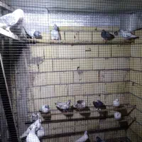 کفتر پرشی وغریبگیری