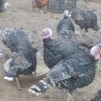30عددبوقلمون برنز