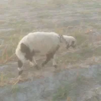 بره نر و ماده موجود می باشد