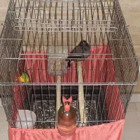 یک عدد مرغ مینا ۸ماهه باقفس|پرنده|کرج, مهرویلا جنوبی|دیوار
