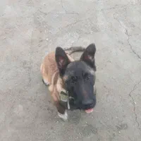 سگ مانینیوز|سگ|سنندج, |دیوار