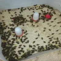 جوجه بلدرچین ۱۰ روزه از آب گل در امده