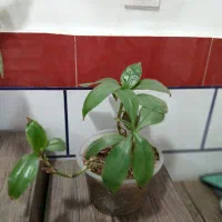 گلهای طبیعی